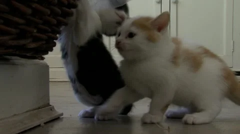 Two kittens play Stock Footage 10828447
