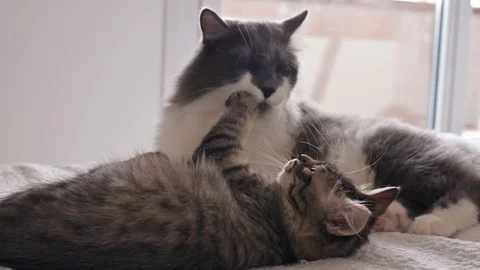 Two kittens play Vidéo 117628619
