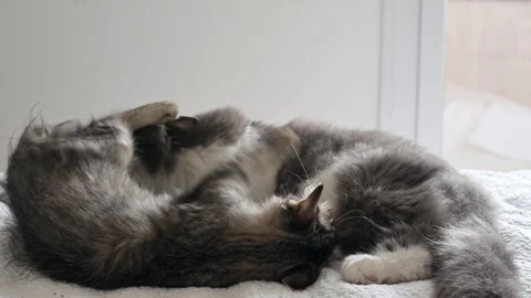 Two kittens play Video stock 117629071