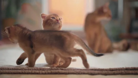 Two kittens play next to mom cat watching a fluffy toy Stock Footage 141990086