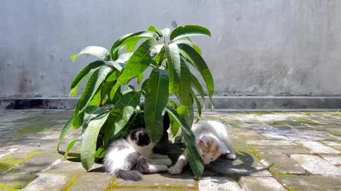 Two kittens playing among the leaves in the yard Stock Footage 260675057