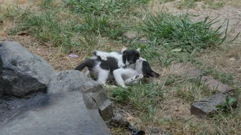 Two Kittens Playing and Wrestling Together Outdoors on Grass Stock-Footage 345364684