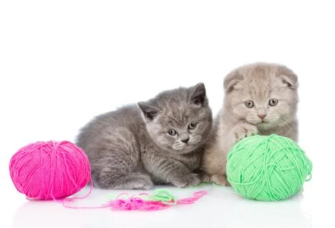 Two kittens playing with a ball. isolated on white background Stock Photos