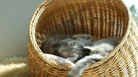 Two kittens playing in basket bed Stock Footage 61241457