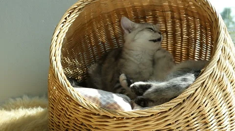 Two kittens playing in basket bed Stock Footage 61242507