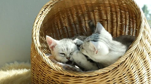 Two kittens playing in a basket bed Stock Footage 61274346