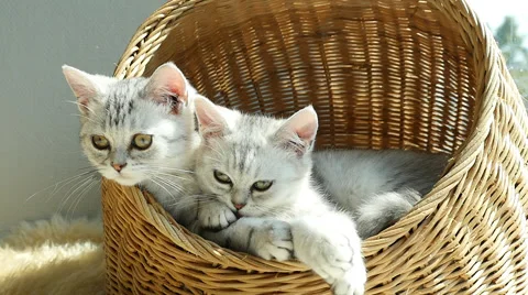 Two kittens playing in a basket bed Video stock 61286508