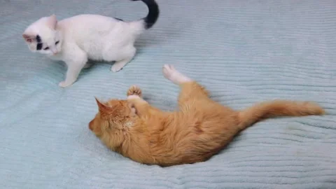 Two kittens playing on a bed at home Stock Footage 144382911