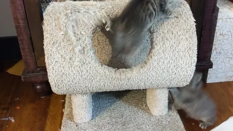 Two kittens playing on a cat condo Stock Footage 169420327
