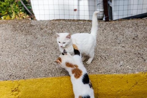 Two kittens playing on a concrete surface Stock Photos