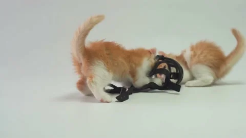 Two kittens playing with a dog muzzle Stock Footage 159673044