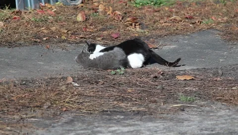 Two kittens playing with each other on nature Stock Footage 141869285