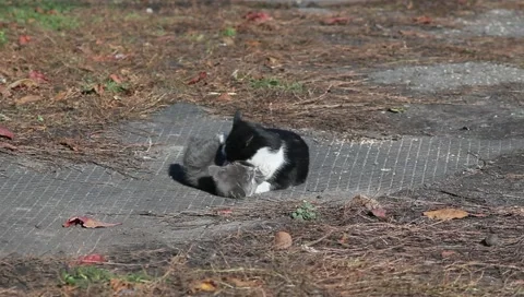 Two kittens playing with each other on nature Stock Footage 141873217