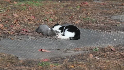 Two kittens playing with each other on nature Stock Footage 141873288