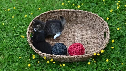 Two kittens playing with each other and balls Stock Footage 278533384