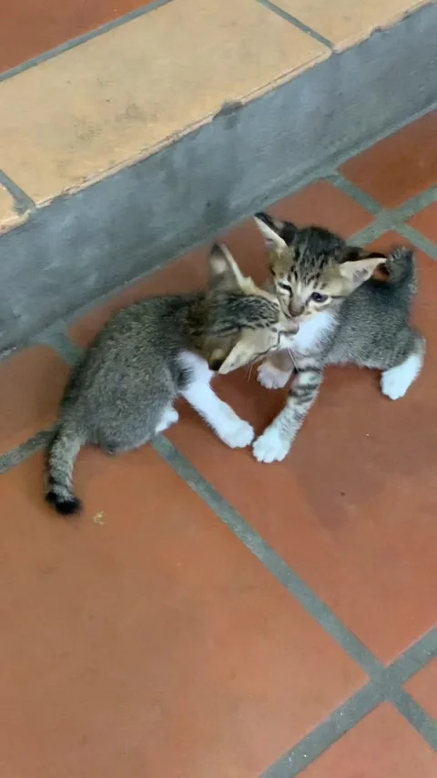Two kittens playing Stock Footage 341126407