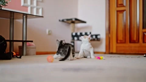 Two kittens is playing funny and jumping after the toy mouse, while the puffy Stock Footage 252036739