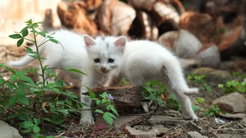 Two kittens playing in the garden Stock Footage 265062415