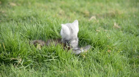 Two kittens playing on green grass Stock Footage 58699223