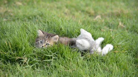 Two kittens playing on green grass Stock Footage 58699276