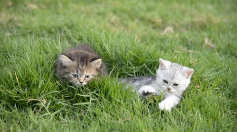 Two kittens playing on green grass Video stock 58699334