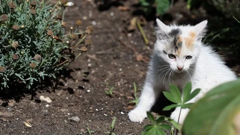 Two  kittens playing on the ground Stock Footage 71710734