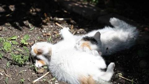 Two  kittens playing on the ground Stock Footage 71711864