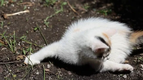 Two  kittens playing on the ground Stock Footage 71712503