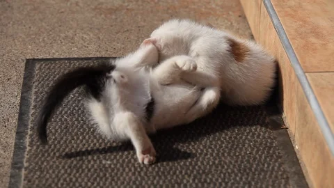 Two  kittens playing on the ground Stock Footage 86392487
