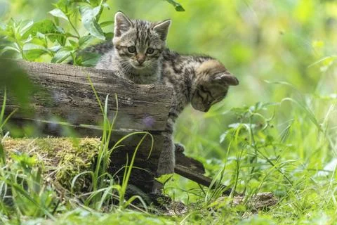Two kittens playing on a log in a green forest, wildcat (Felis silvestris), Stockfoto's