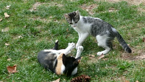 Two kittens playing on the meadow grass. Stock Footage 118848505