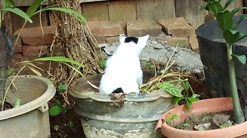 Two kittens playing on the pot Stock Footage 122197963