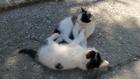 Two kittens playing on the street Vídeos de archivo 140099420
