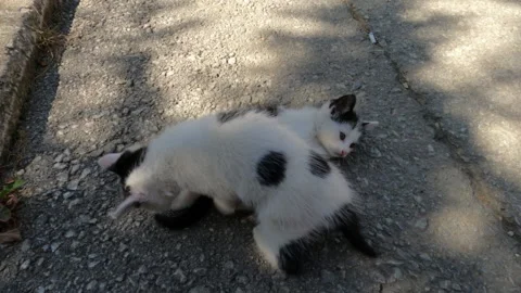 Two kittens playing on the street Vídeos de archivo 140099804