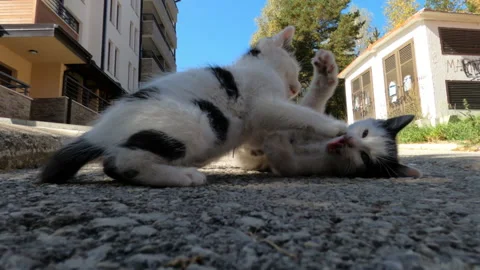 Two kittens playing on the street Vídeos de archivo 140099809