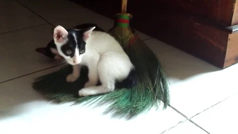 Two kittens playing together on the broom Stock Footage 122062550