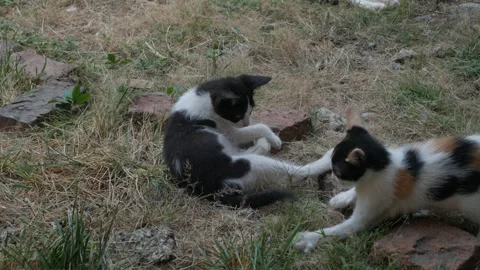 Two Kittens Playing Together on Dry Grass Outdoors Stock-Footage 345364618