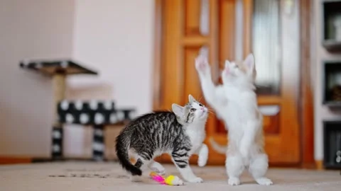 Two kittens playing together - jumping and running Stock Footage 245933853
