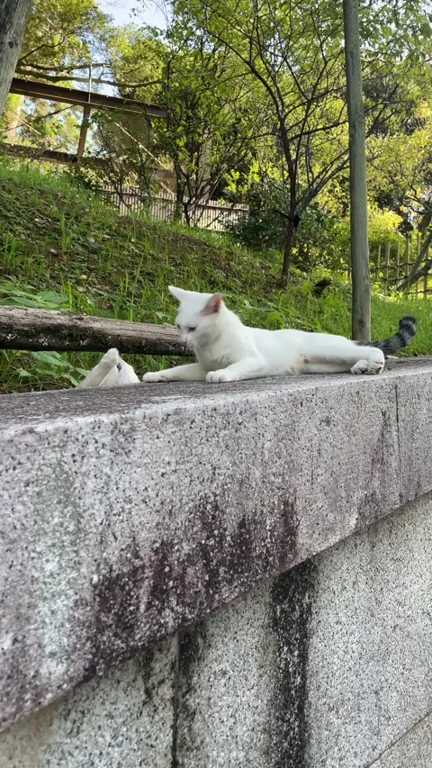  Two kittens playing together outdoors 動画素材 285067997