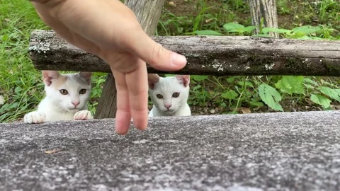 Two kittens playing together outdoors Stock Footage 285068396
