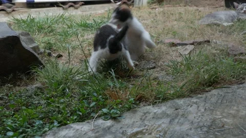 Two Kittens Playing Together Outdoors on Grass with a Cat in Background Stock-Footage 345364604