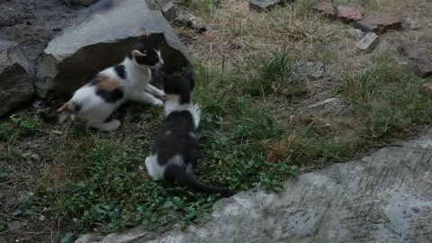 Two Kittens Playing Together Outdoors on Grass Near Rocks Stock-Footage 345364613