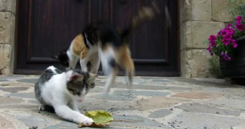 Two kittens playing with a tree leaf. Stock Footage 123664021