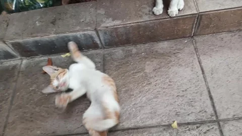 Two Kittens playing with tree trunks Stock Footage 276209245