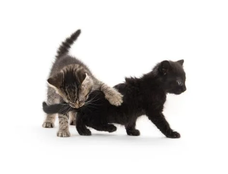 Two kittens playing on white 스톡 사진