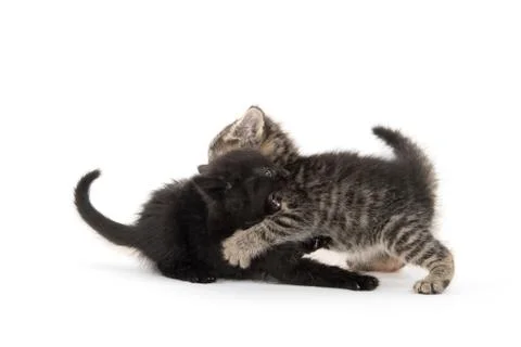 Two kittens playing on white Stock-Fotos