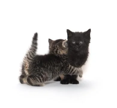 Two kittens playing on white Fotos de archivo