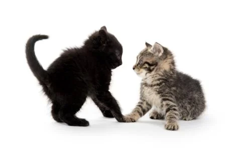 Two kittens playing on white Stock-Fotos