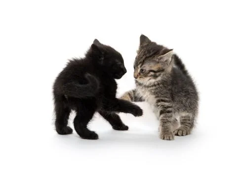 Two kittens playing on white Stock Photos