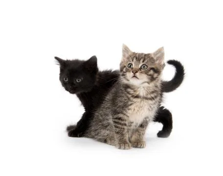 Two kittens playing on white Fotos de archivo